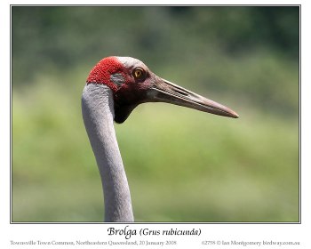 Brolga Crane (Grus rubicunda) by Ian Montgomery Brolga Crane (Grus rubicunda) by Ian Montgomery