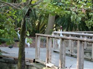Sarus Crane (Grus antigone) by Lee at Wings of Asia