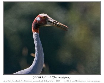 Sarus Crane (Grus antigone) by Ian Montgomery Sarus Crane (Grus antigone) by Ian Montgomery