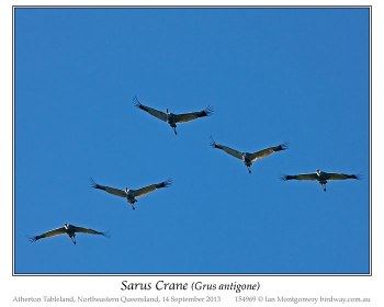 Sarus Crane (Grus antigone) by Ian Montgomery Sarus Crane (Grus antigone) by Ian Montgomery