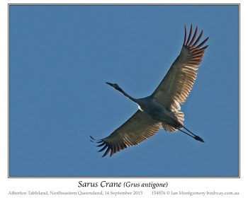 Sarus Crane (Grus antigone) by Ian Montgomery Sarus Crane (Grus antigone) by Ian Montgomery