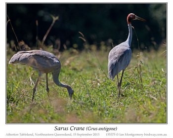 Sarus Crane (Grus antigone) by Ian Montgomery Sarus Crane (Grus antigone) by Ian Montgomery