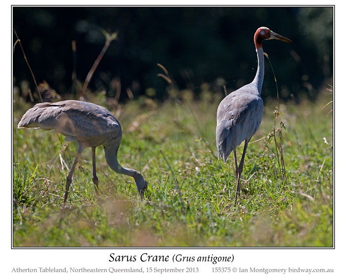 Sarus Crane (Grus antigone) by Ian Montgomery