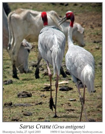 Sarus Crane (Grus antigone) by Ian Montgomery Sarus Crane (Grus antigone) by Ian Montgomery