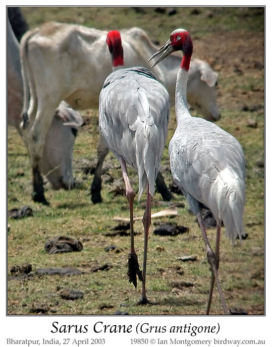 Sarus Crane (Grus antigone) by Ian Montgomery
