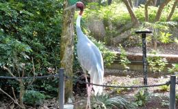 Bible Birds – Cranes&nbsp;I