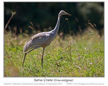 Sarus Crane (Grus antigone) Juvenile by Ian Montgomery Sarus Crane (Grus antigone) Juvenile by Ian Montgomery