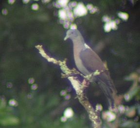Scaly-naped Pigeon (Patagioenas squamosa) ©WikiC