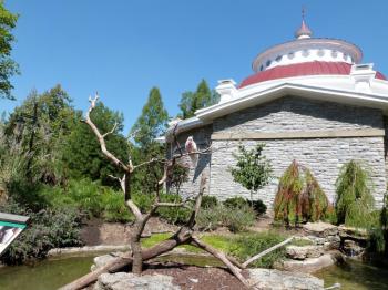 Major Mitchell's Cockatoo (Lophochroa leadbeateri) at Cincinnati Zoo 9-5-13