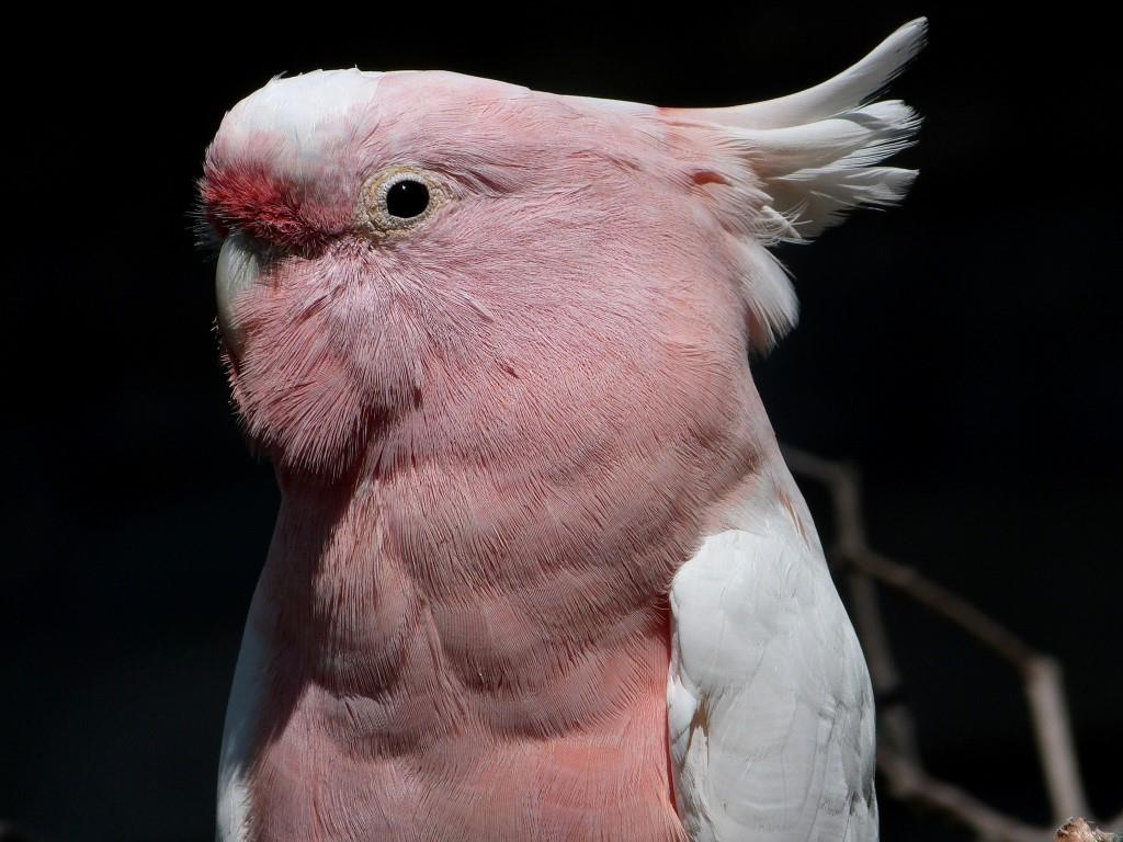 Major Mitchell's Cockatoo (Lophochroa leadbeateri) at Cincinnati Zoo 9-5-13