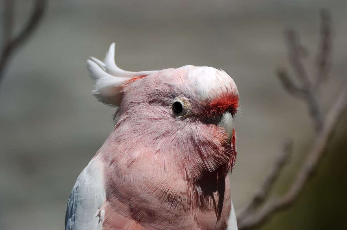 Major Mitchell's Cockatoo (Lophochroa leadbeateri) at Cincinnati Zoo 9-5-13 by Dan