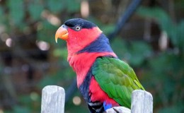 New Parrot Family – I.O.C. 5.3&nbsp;Version