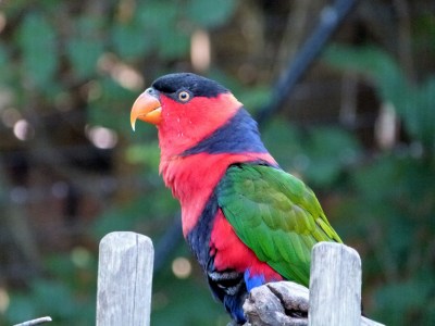 Black-capped Lory (Lorius lory) Cincinnati Zoo 9-5-13 by Lee