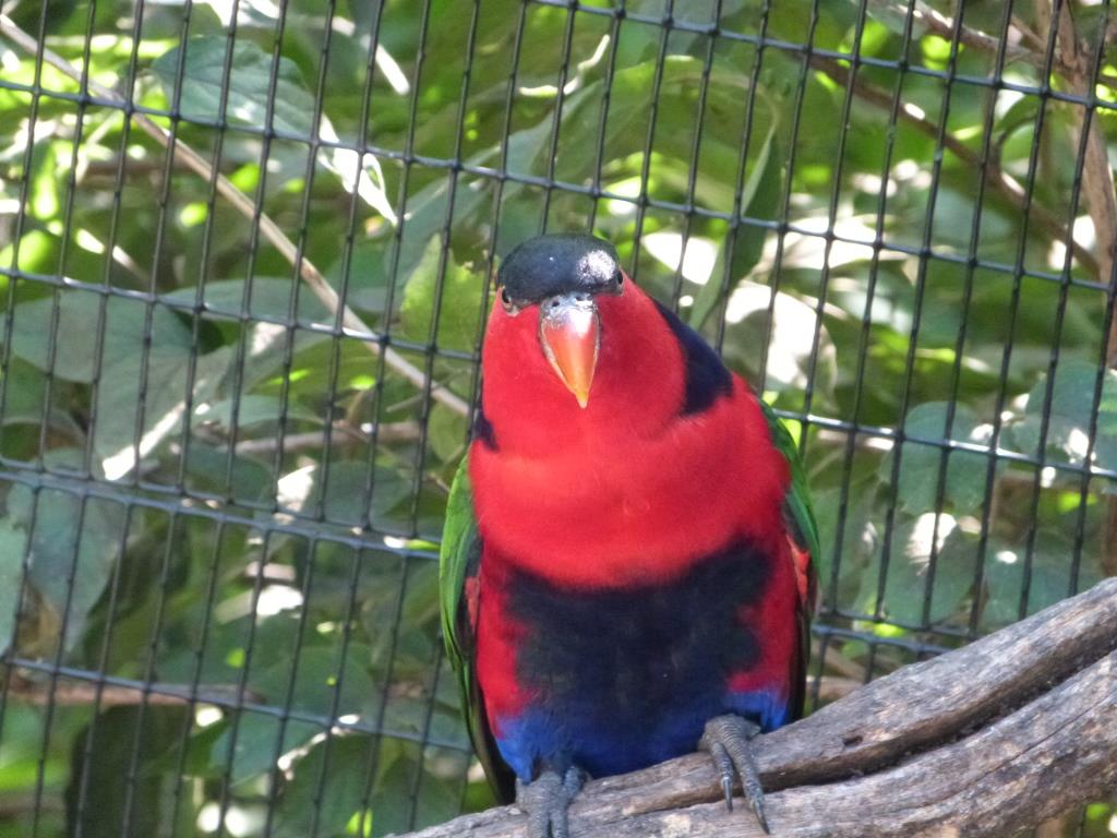 Black-capped Lory (Lorius lory) Cincinnati Zoo 9-5-13 by Lee