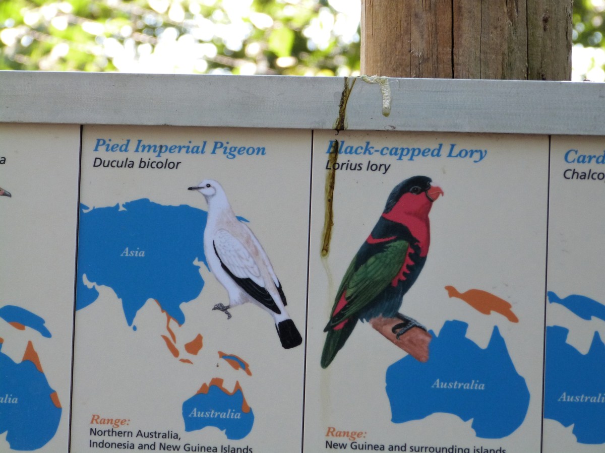 Black-capped Lory Sign