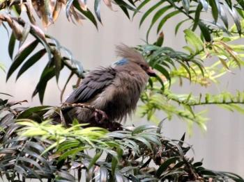 Blue-naped Mousebird (Urocolius macrourus) at Cincinnati Zoo) by Lee