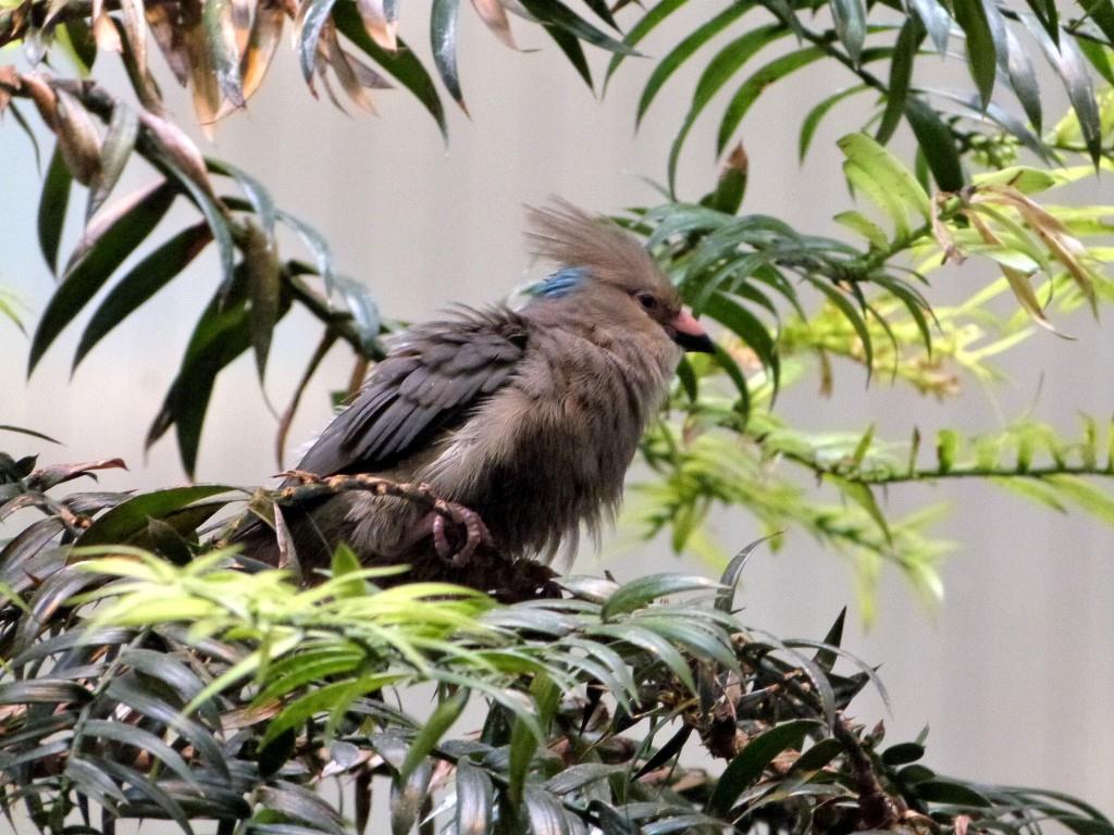 Blue-naped Mousebird (Urocolius macrourus) at Cincinnati Zoo) by Lee