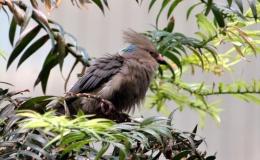 Birdwatching Term –&nbsp;Nape