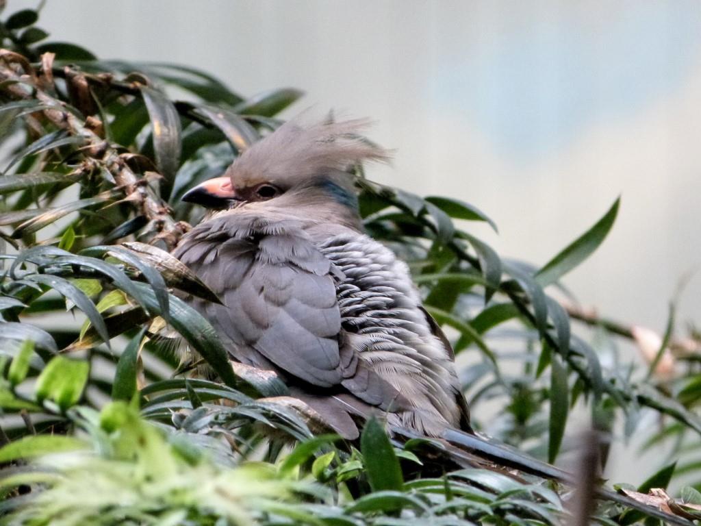 Blue-naped Mousebird (Urocolius macrourus) at Cincinnati Zoo) by Lee