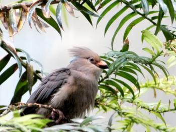 Blue-naped Mousebird (Urocolius macrourus) at Cincinnati Zoo) by Lee
