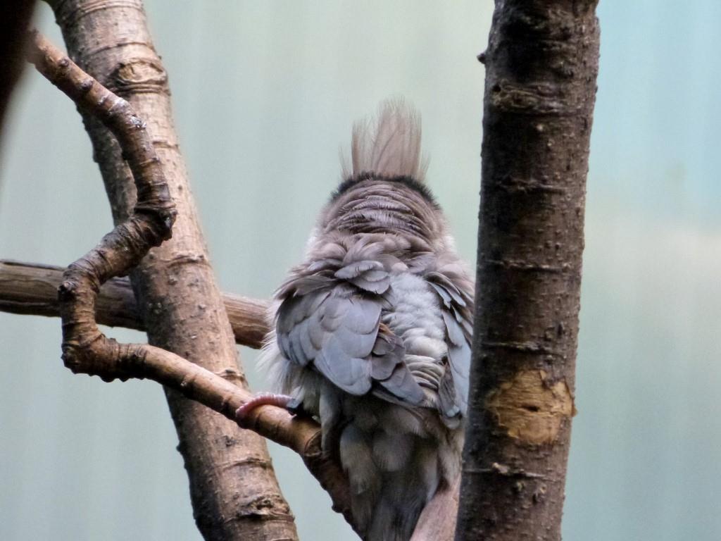 Blue-naped Mousebird (Urocolius macrourus) at Cincinnati Zoo) by Lee