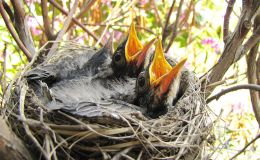 Birds of the Bible – Bird-Nesting&nbsp;(Hastings)