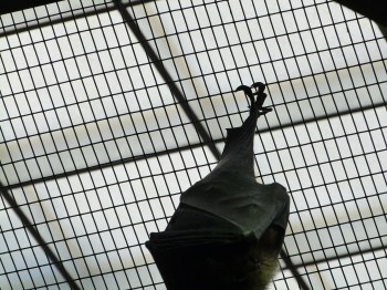 Giant Fruit Bat at Cincinnati Zoo 9-5-13 by Lee