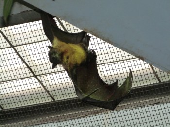 Giant Fruit Bat at Cincinnati Zoo 9-5-13 by Dan