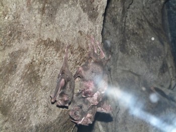 Common Vampire Bat (Desmodus rotundus) Cincinnati Zoo 9-5-13 by Lee