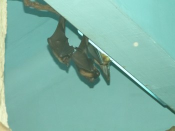 Common Vampire Bat - Cincinnati Zoo by Lee