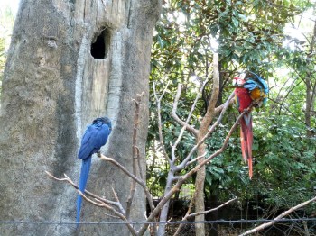 Parrots - McCaws by Lee