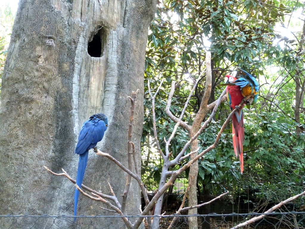 Parrots - McCaws by Lee