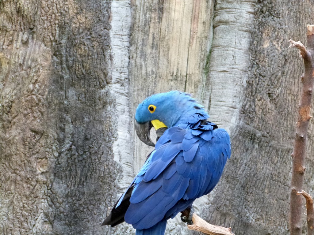 Hyacinth Macaw (Anodorhynchus hyacinthinus) Cincinnati Zoo 9-5-13 by Lee