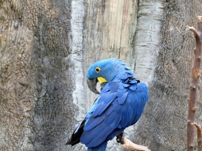 Hyacinth Macaw (Anodorhynchus hyacinthinus) Cincinnati Zoo 9-5-13 by Lee