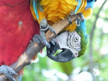 Scarlet and Blue-and-yellow Macaw