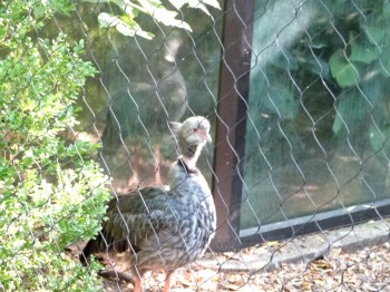 Southern Screamer (Chauna torquata) Cincinnati Zoo 9-5-13 by Lee