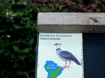 Southern Screamer (Chauna torquata) Cincinnati Zoo 9-5-13 by Lee