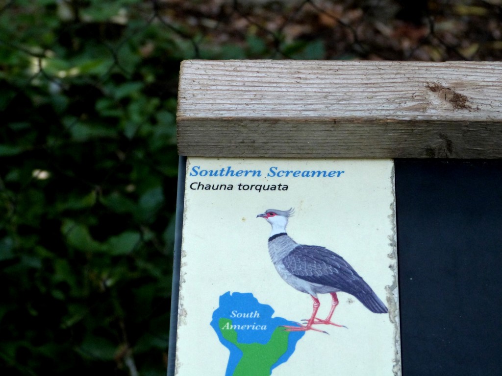 Southern Screamer (Chauna torquata) Cincinnati Zoo 9-5-13 by Lee