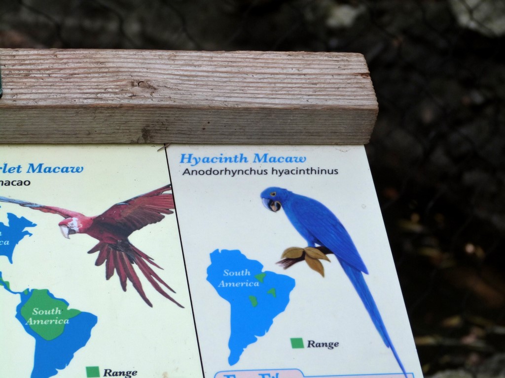 Hyacinth Macaw (Anodorhynchus hyacinthinus) by Lee