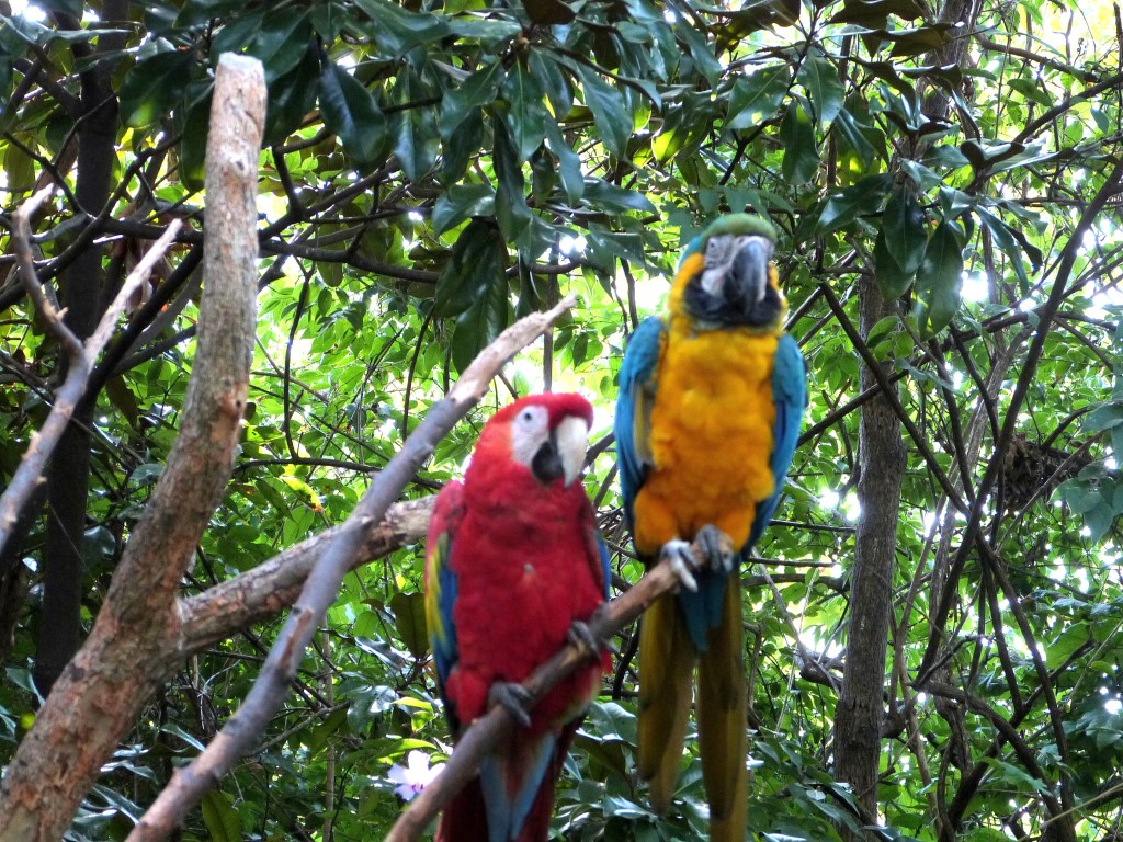 Blue-and-yellow Macaw and Scarlet Macaw) by Lee Cincinnati Zoo 9-5-13