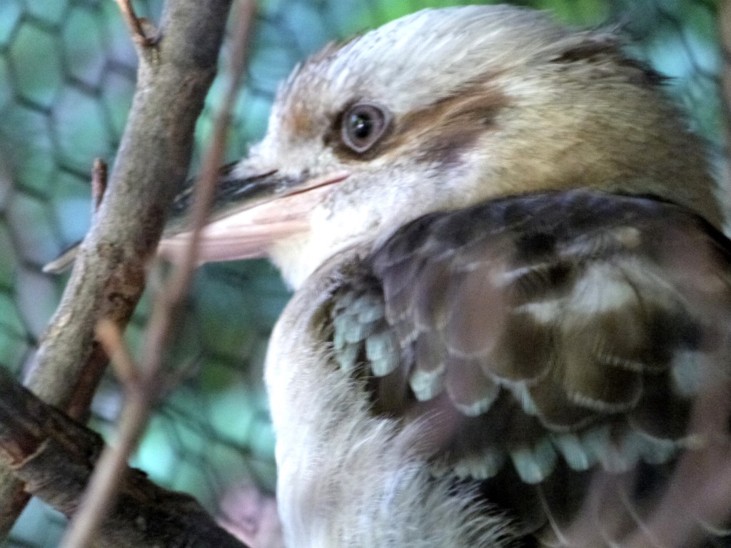 Laughing Kookaburra (Dacelo novaeguineae) by Lee Cincinnati Zoo 9-5-13