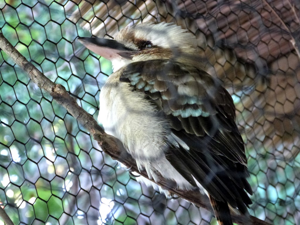 Laughing Kookaburra (Dacelo novaeguineae)