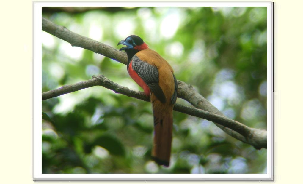 Red-naped Trogon (Harpactes kasumba) by Wondersf