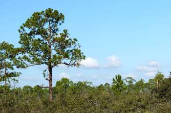 Habitat at Lake June-in-Winter SP by Dan