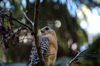 Red-shouldered Hawk (Buteo lineatus) Highlands Hammock SPk by Dan