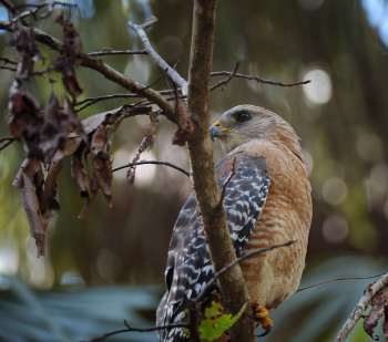 Red-shouldered Hawk (Buteo lineatus) Highlands Hammock SPk by Dan