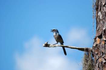 Florida Scrub Jay (Aphelocoma coerulescens) by Dan
