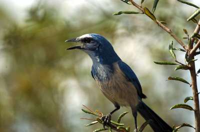 Florida Scrub Jay (Aphelocoma coerulescens) by Dan