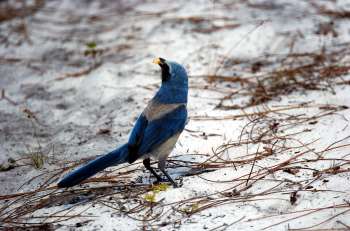 Florida Scrub Jay (Aphelocoma coerulescens) by Dan
