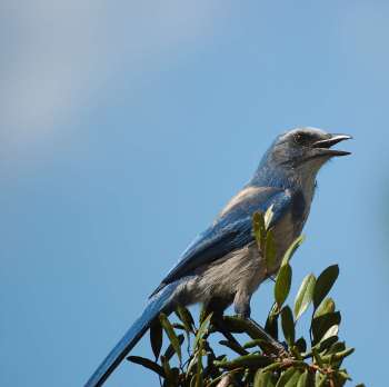 Florida Scrub Jay (Aphelocoma coerulescens) by Dan